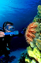 Diver in front of a Crown of Thorns starfish (Acanthaster planci) which is eating the polyps of a hard coral (Porites sp.) Egypt, Red Sea.
