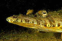 Close-up of the head of a Common crocodilefish (Papilloculiceps longiceps) on the 'Carnatic' wreck. Egypt, Red Sea.