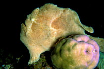 Giant anglerfish (Antennarius commerson) camouflaged on hard coral (Porites sp.) Mauritius, Indian Ocean.
