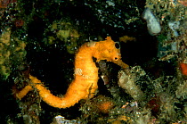 Juvenile Pacific seahorse (Hippocampus ingens) Costa Rica.