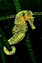 Long-snouted seahorse (Hippocampus guttulatus)  with prehensile tail twined round seagrass,  Etang de Thau Lagoons, Languedoc-Roussillon, France.