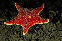 Red starfish (Odontaster validus) Antarctic peninsula, Bellingshausen Sea. Small reproduction only.