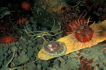 Brittle stars, sea urchins and a shell on the sea floor. Antarctic peninsula, Bellingshausen Sea.