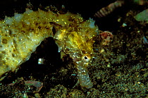 Close-up of the head of a long-snouted seahorse (Hippocampus guttulatus) looking for small preys in the sand, Etang de Thau Lagoons, Languedoc-Roussillon, France. Mediterranean Sea.