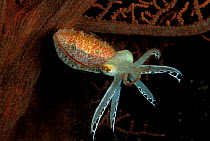 Pygmy cuttlefish (Sepia sp.) Indonesia, Sulawesi Sea.
