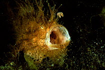 Striated frogfish or anglerfish (Antennarius striatus) with mouth wide open, Indonesia, Sulawesi Sea.