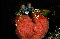 Mantis shrimp (Odontodactylus scyllarus) holding its eggs, Indonesia, Sulawesi Sea.