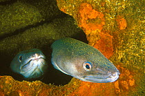 Two conger eels (Conger conger) hiding in a hole of a wreck. Vendee, France. Atlantic Ocean.