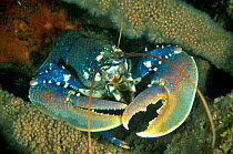 European lobster (Homarus gammarus) Vendee, France. Atlantic Ocean.