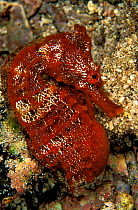 Pacific seahorse (Hippocampus ingens) Galapagos. Pacific Ocean.