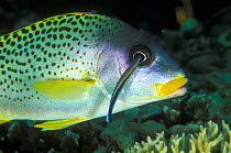 Blackspotted sweetlips (Plectorhinchus gaterinus) cleaned by a common cleanerfish (Labroides dimidiatus) Madagascar, Indian Ocean.