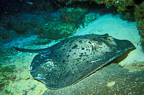 Blackspotted stingray (Taeniurops meyeni) on sea floor, Astove, Seychelles, Indian Ocean.