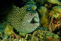 Honeycomb moray (Gymnothorax favagineus) cleaned by Common cleanerfish (Labroides dimidiatus) Maldives. Indian Ocean.