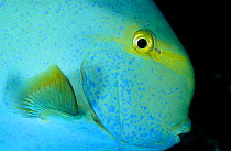 Close-up of the head of a Yellowfin surgeonfish (Acanthurus xanthopterus) Maldives, Indian Ocean.