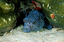 Starry pufferfish (Arothron meleagris) Maldives, Indian Ocean.