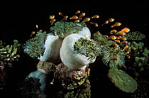Group of Maldives anemonefish (Amphiprion nigripes) in Magnificent sea anemones (Heteractis magnifica) Indian Ocean.