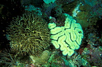 Hard coral - on right, (Lobophyllia sp) bleached because of the raise of the water temperature, and on the left a dying needle coral (Seriatopora hystrix) covered with algae after a bleaching, Walindi...