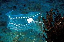 Plastic bag hung on a branch of hard corals green cup corals (Tubastrea micrantha). Plastic bags such as this can easily be mistaken for jellyfish by turtles. Mafia Island, Tanzania, Indian Ocean.