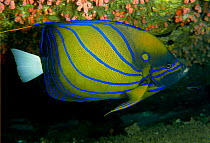 Ring angelfish (Pomacanthus annularis) Sri Lanka. Indian Ocean.