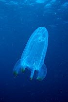 Comb jelly (Lobata) in open water, Maldives. Indian Ocean.