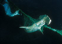 Scalloped hammerhead (Sphyrna lewini) and a Silky shark (Carcharhinus falciformis) in a net. Malpelo Sanctuary, Colombia, Pacific Ocean.