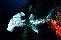 Scalloped hammerhead (Sphyrna lewini) in net. Malpelo Sanctuary, Colombia, Pacific Ocean.