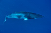 Dwarf Minke whale (Balaenoptera acutorostrata) Great Barrier Reef, Australia. Coral Sea.