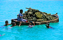 Children are playing near a boat full of dead pieces of coral, harvested for construction. Noonu Atoll, Maldives, Indian Ocean.