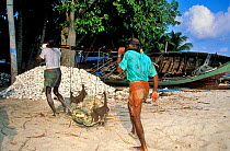 Men carrying coral harvested for construction, Baa Atoll, Maldives, Indian Ocean.