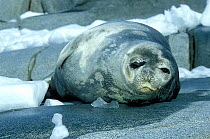 Weddell seal (Leptonychotes weddelli) resting on land, Antarctic Peninsula.