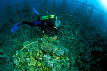 Diver with 'Lotus', an artificial reef built in 2001 with a steel frame with a mild electrical current which encourages the growth of coral,  Ihuru Island, North Male Atoll, Maldives, Indian Ocean.