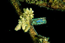 Piece of broken coral tied to artificial reef in order to make it grow again. Vabbinfaru Island. North Male Atoll, Maldives. Indian Ocean.