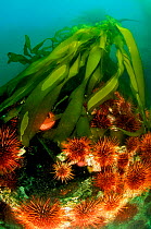 Colony of Red sea urchins (Strongylocentrotus franciscanus) at the feet of Bull kelps (Nereocystis luetkeana) Vancouver Island, British Columbia, Canada. Pacific Ocean.