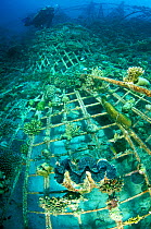 'Lotus', an artificial reef built in 2001 with a steel frame with a mild electrical current which encourages the growth of coral,  Ihuru Island, North Male Atoll, Maldives, Indian Ocean. Small reprodu...