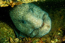 Wolf-eel (Anarrhichthys ocellatus) Vancouver Island, British Columbia, Pacific Ocean.