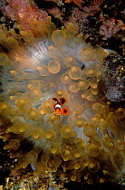 Juvenile spine-cheek anemonefish (Premnas biaculeatus) in a bleached bulb-tentacle sea anemone (Entacmaea quadricolor) Bismark Sea, Papua New Guinea.