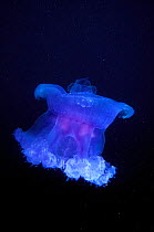 Crown jellyfish (Netrostoma setouchina) in open water, Maldives, Indian Ocean.