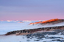 Adelie penguin (Pygoscelis adeliae) nesting colony, Prydz Bay, near Davis Station, Vestfold Hills, Ingrid Christensen Coast, East Antarctica, November.