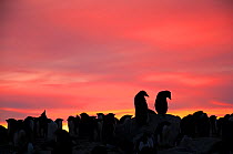 Adelie penguin (Pygoscelis adeliae) colony silhouetted, Prydz Bay, near Davis Station, Vestfold Hills, Ingrid Christensen Coast, East Antarctica, November.