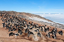 Adelie penguin (Pygoscelis adeliae) nesting colony,  Prydz Bay, near Davis Station, Vestfold Hills, Ingrid Christensen Coast, East Antarctica, November.