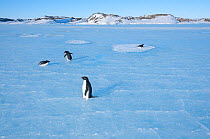 Adelie penguin (Pygoscelis adeliae) on ice, Prydz Bay, near Davis Station, Vestfold Hills, Ingrid Christensen Coast, East Antarctica, November.