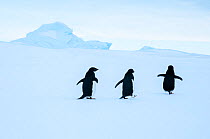 Adelie penguin (Pygoscelis adeliae) walking, Prydz Bay, near Davis Station, Vestfold Hills, Ingrid Christensen Coast, East Antarctica, November.