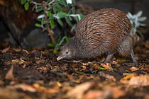 Brown kiwi (Apteryx mantelli) in Nocturnal House, where artificial lighting produces reversed daylight cycle, Orana Wildlife Park, Christchurch, South Island, New Zealand, February. Captive