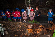 Brown kiwi (Apteryx mantelli) watched by group of school children. On display in Nocturnal House, where artificial lighting produces reversed daylight cycle, Orana Wildlife Park, Christchurch, South I...