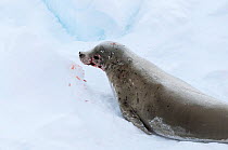 Crabeater seal (Lobodon carcinophaga) injured bull, Antarctica, November.