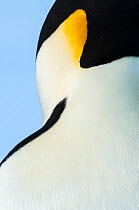 Emperor penguin (Aptenodytes forsteri) close up, Amanda Bay, Prydz Bay, Ingrid Christensen Coast, East Antarctica, November.