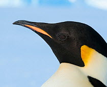 Emperor penguin (Aptenodytes forsteri) portrait, Amanda Bay, Prydz Bay, Ingrid Christensen Coast, East Antarctica, November.