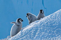 Emperor penguin (Aptenodytes forsteri) chicks, Amanda Bay, Prydz Bay, Ingrid Christensen Coast, East Antarctica, November.
