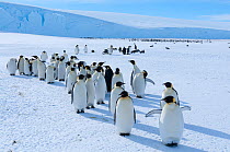 Emperor penguin (Aptenodytes forsteri) colony, Amanda Bay, Prydz Bay, Ingrid Christensen Coast, East Antarctica, November.