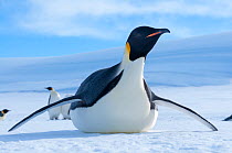 Emperor penguin (Aptenodytes forsteri) tobogganing, Amanda Bay, Prydz Bay, Ingrid Christensen Coast, East Antarctica, November.